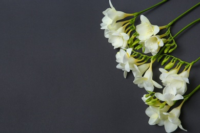 Beautiful freesia flowers on dark background