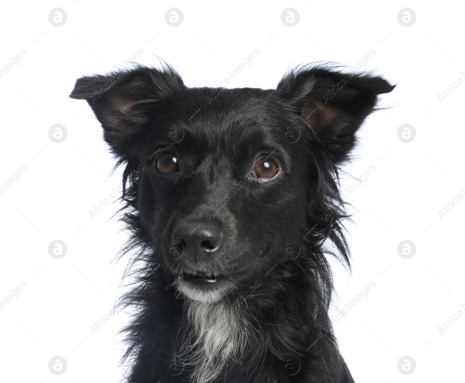 Photo of Cute long haired dog on white background