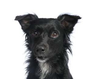 Cute long haired dog on white background