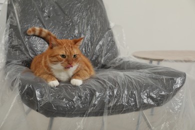 Photo of Cute ginger cat resting in armchair covered with plastic film indoors