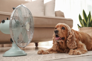 Photo of English Cocker Spaniel enjoying air flow from fan on floor indoors. Summer heat