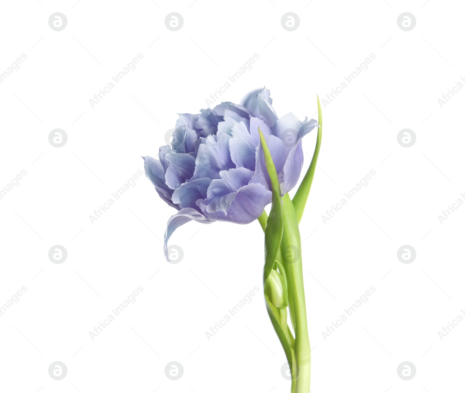 Image of Beautiful blue tulip isolated on white. Bright flower