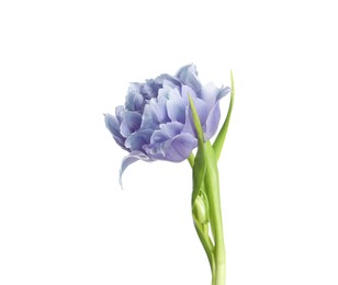 Beautiful blue tulip isolated on white. Bright flower