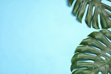 Green fresh monstera leaves on color background, flat lay with space for text. Tropical plant