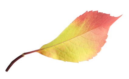 Autumn season. Bright leaf isolated on white