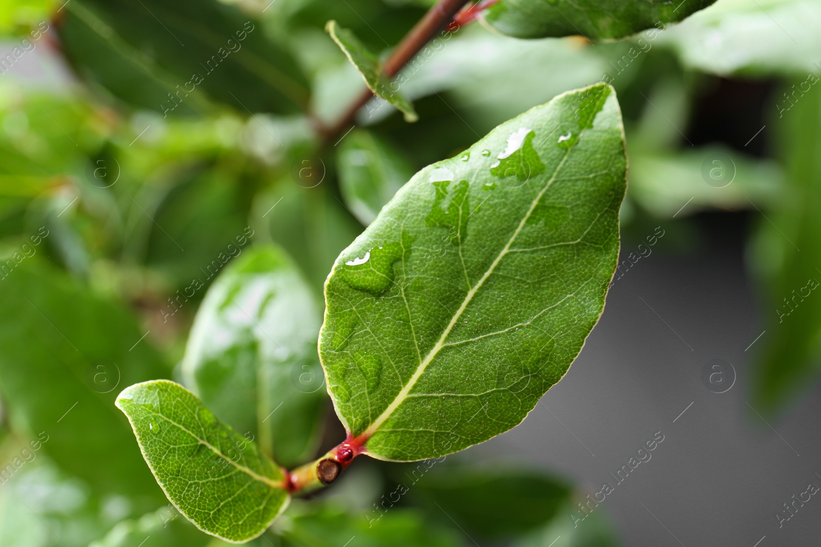 Photo of Bay tree with green leaves growing on light grey background, closeup