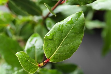 Bay tree with green leaves growing on light grey background, closeup