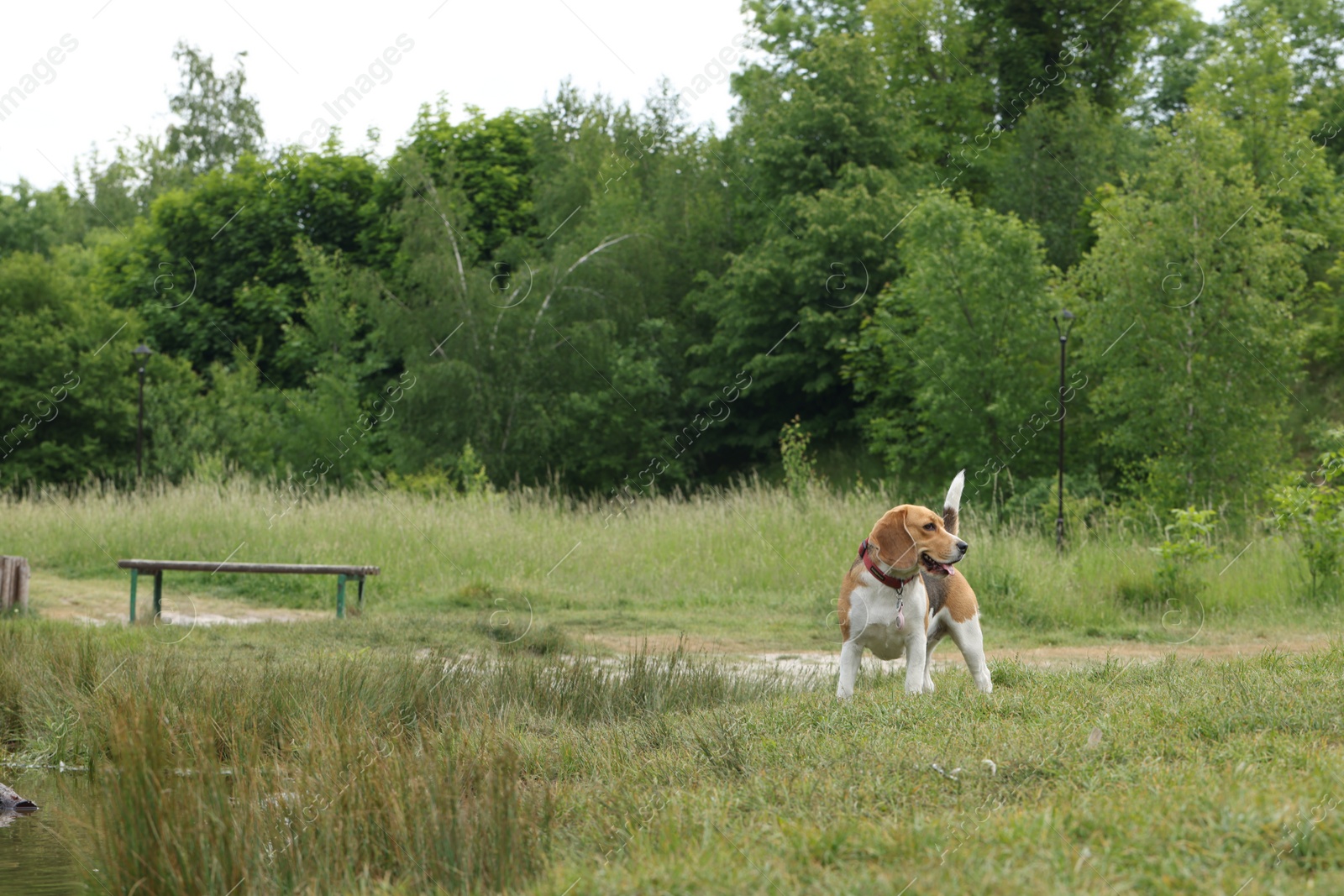 Photo of Cute Beagle dog on green grass outdoors