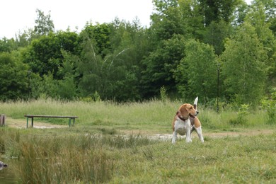 Cute Beagle dog on green grass outdoors