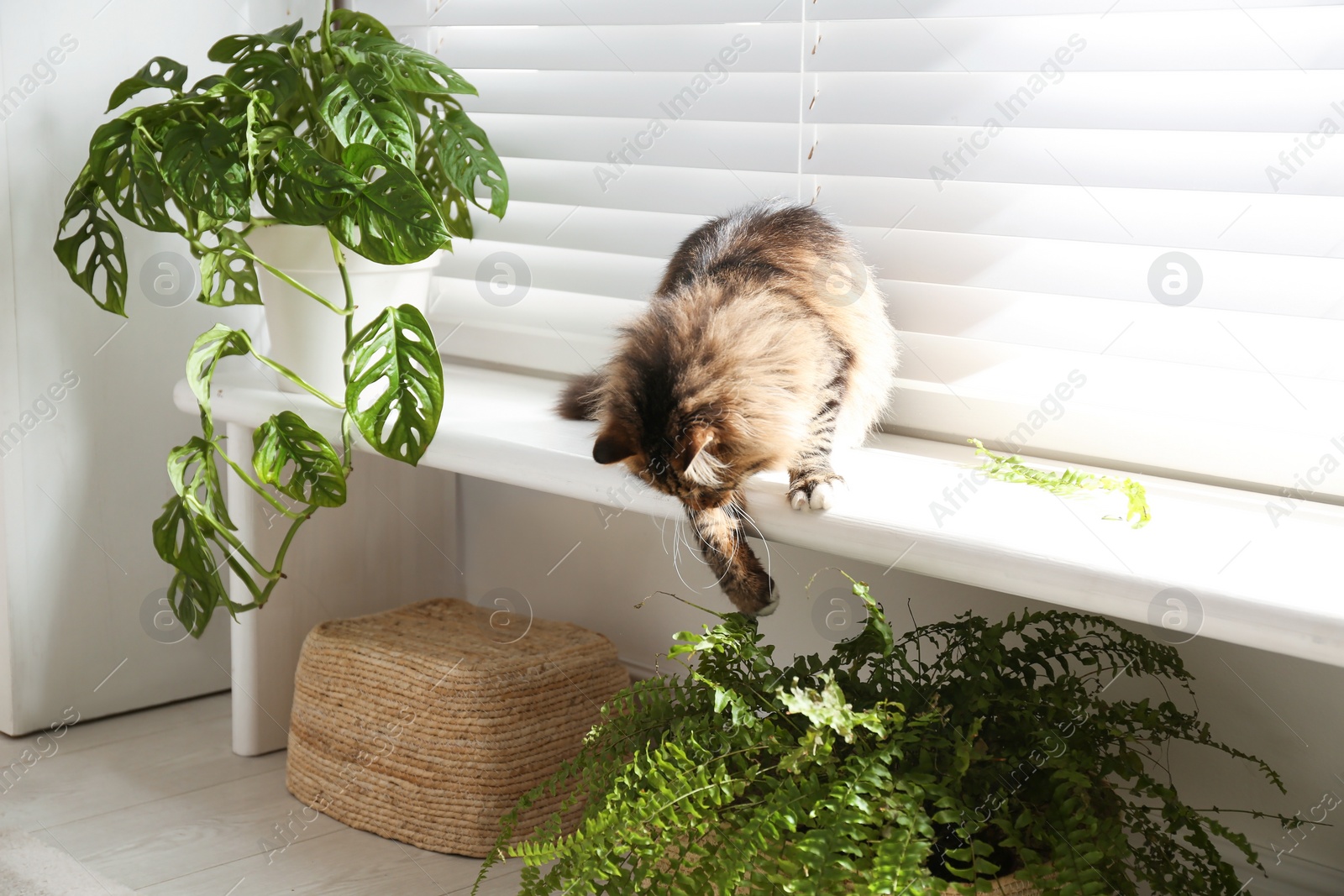 Photo of Adorable cat playing with houseplant on window sill at home