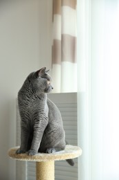 Cute pet on cat tree at home