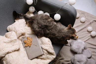 Photo of Warm sweater and cat on armchair indoors, flat lay