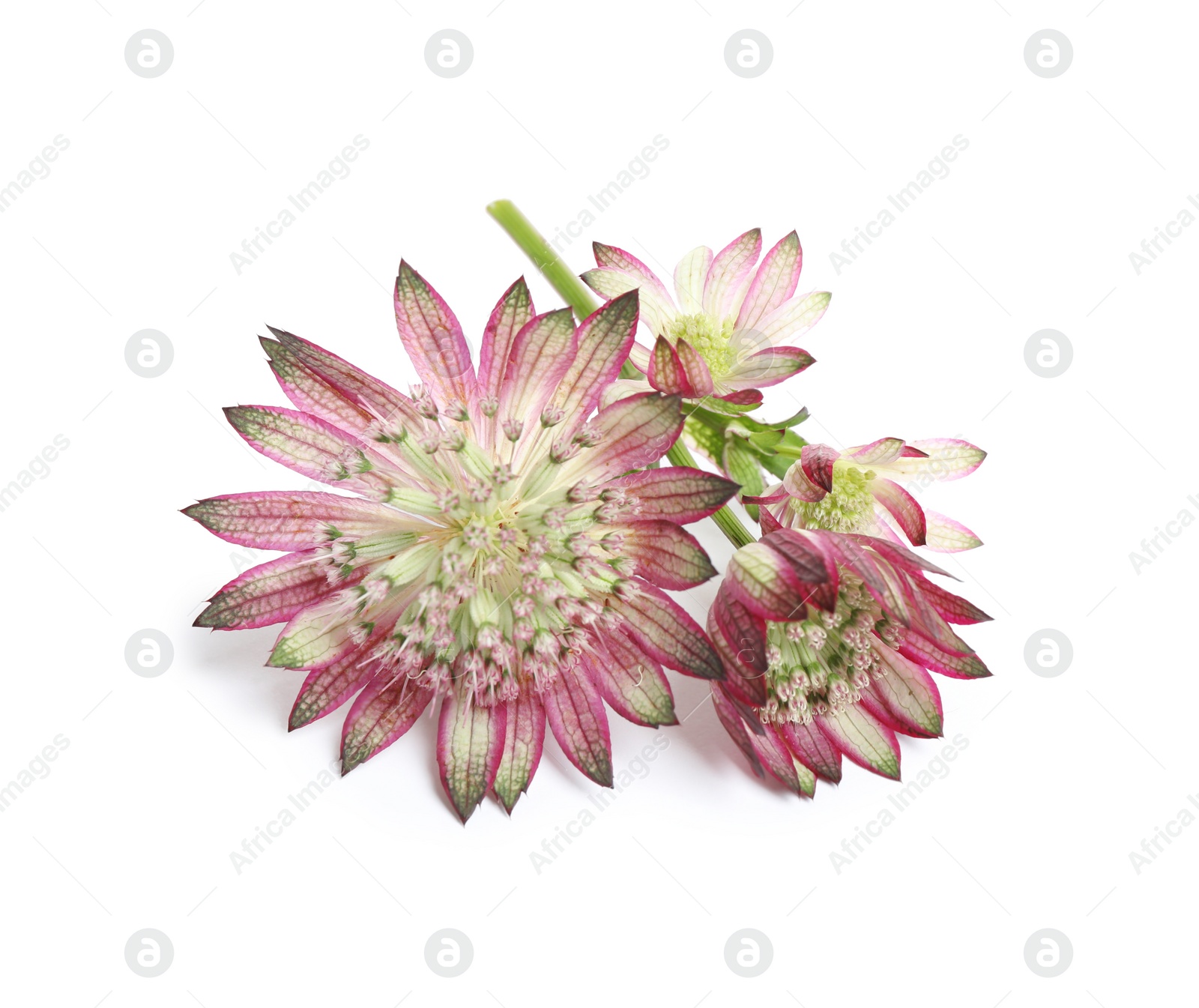 Photo of Beautiful fresh pink astrantia flowers isolated on white