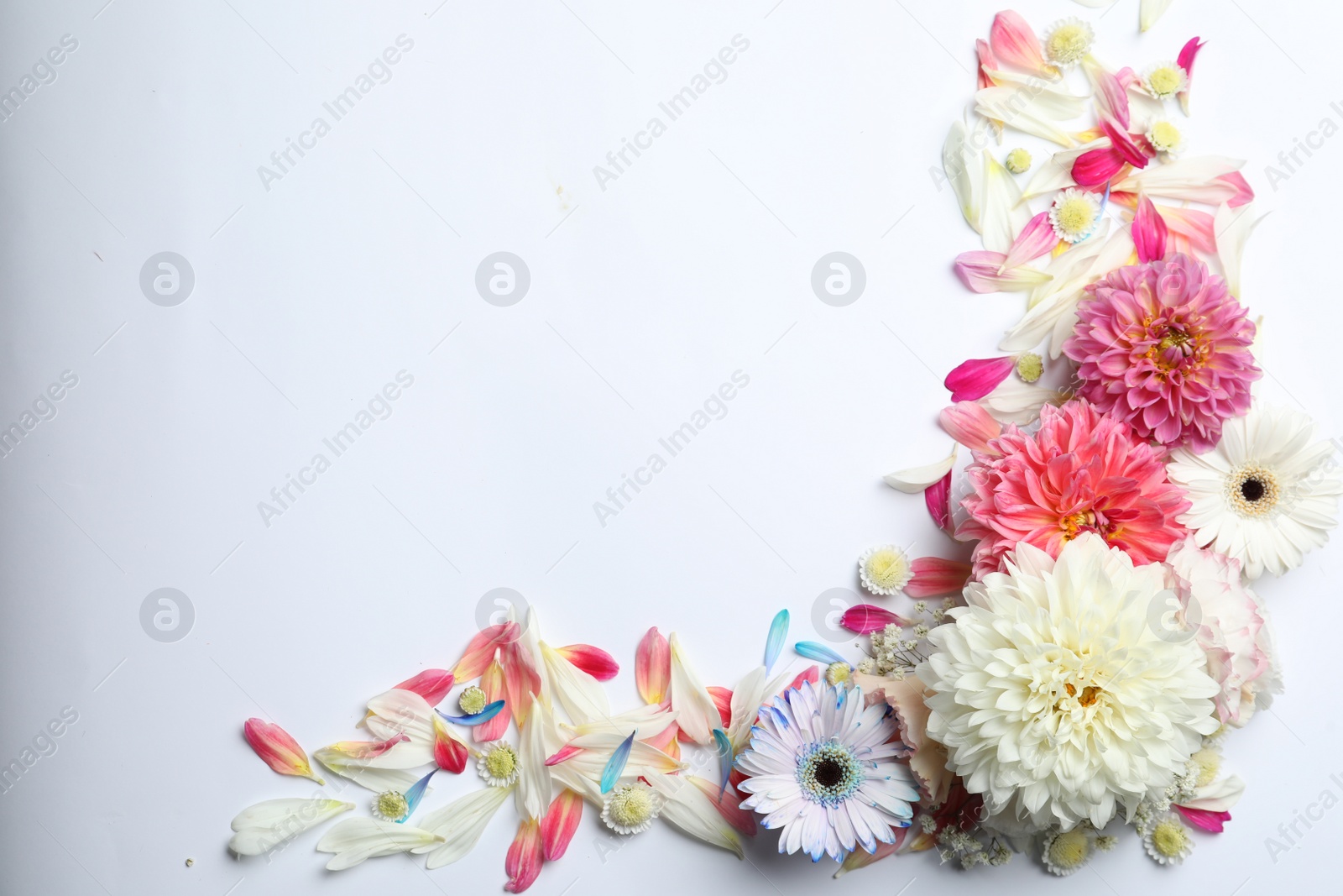 Photo of Beautiful dahlia and gerbera flowers on white background, flat lay. Space for text