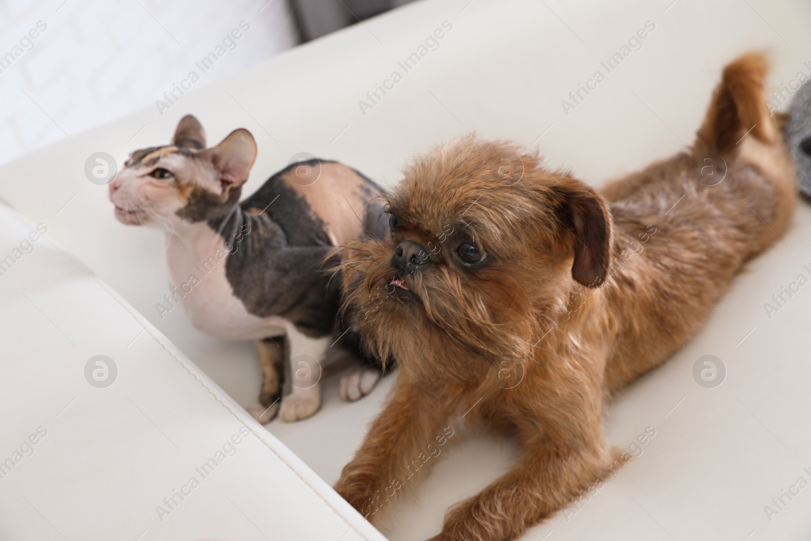 Photo of Adorable dog and cat together on sofa at home. Friends forever