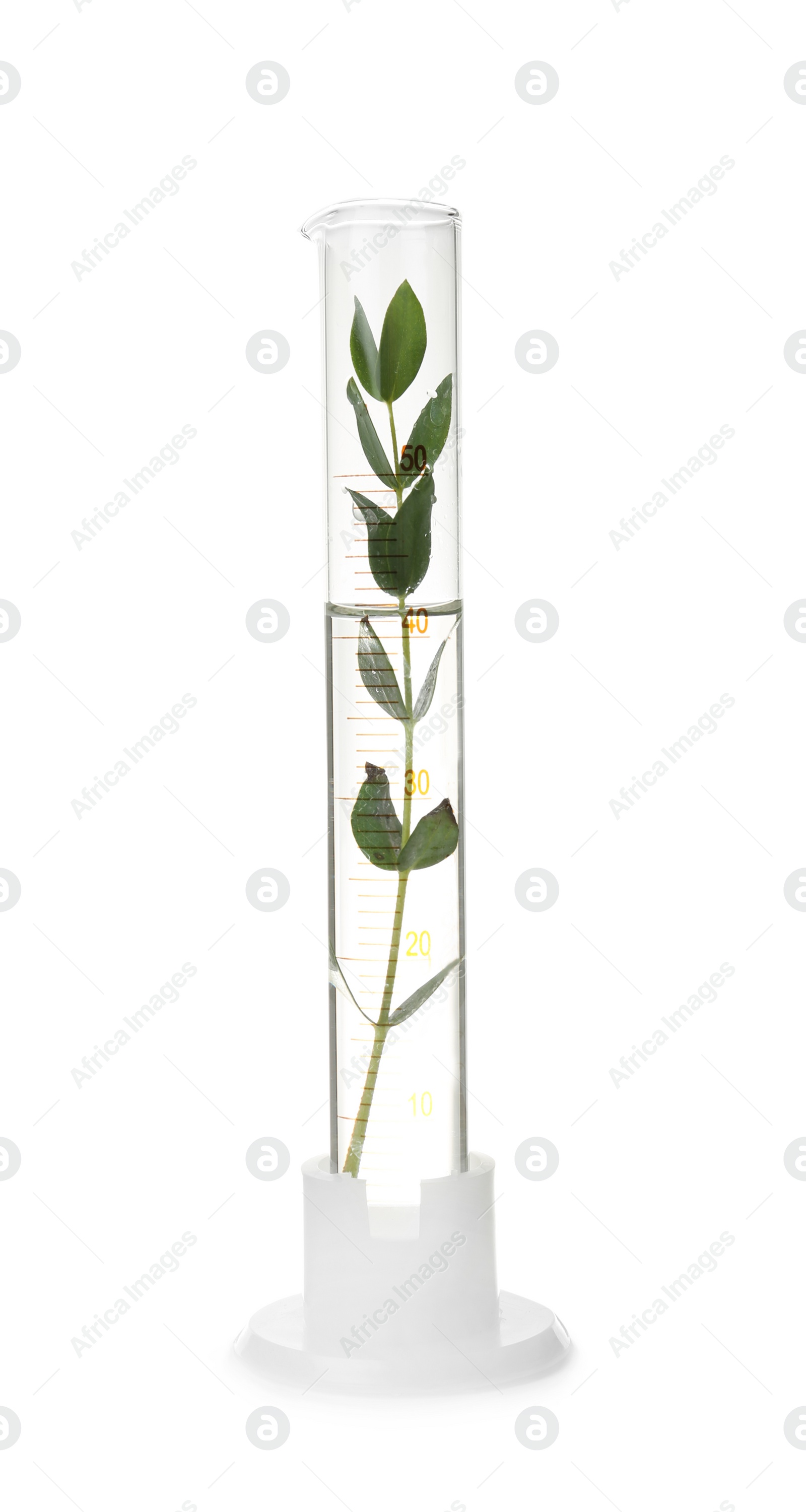 Photo of Graduated cylinder with plant on white background