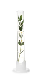 Photo of Graduated cylinder with plant on white background