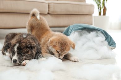 Photo of Cute Akita inu puppies playing with ripped pillow filler indoors. Mischievous dogs