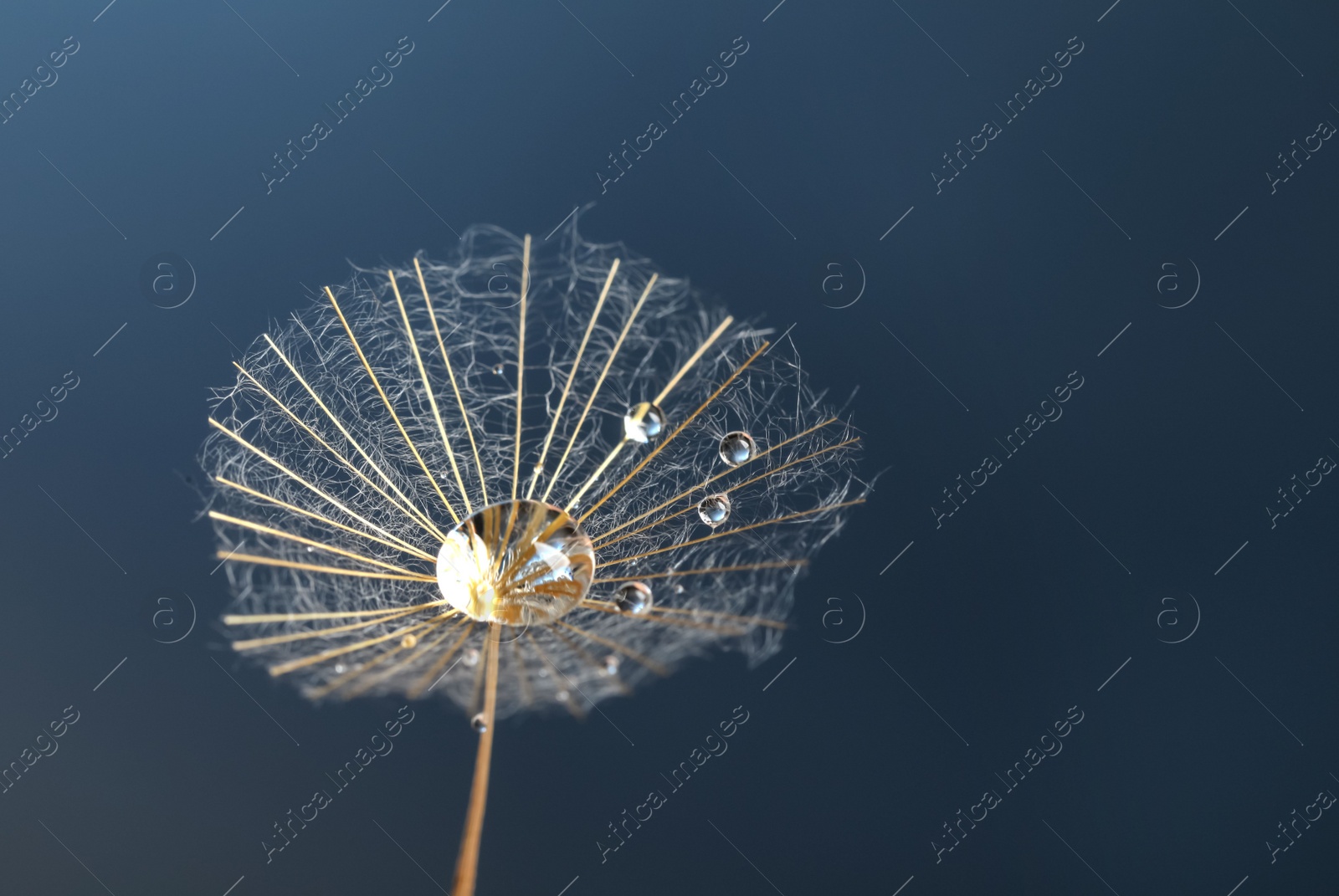 Photo of Seed of dandelion flower with water drops on blue background, closeup