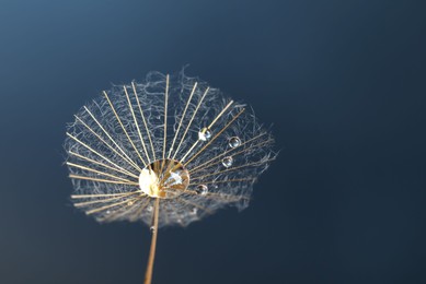 Photo of Seed of dandelion flower with water drops on blue background, closeup