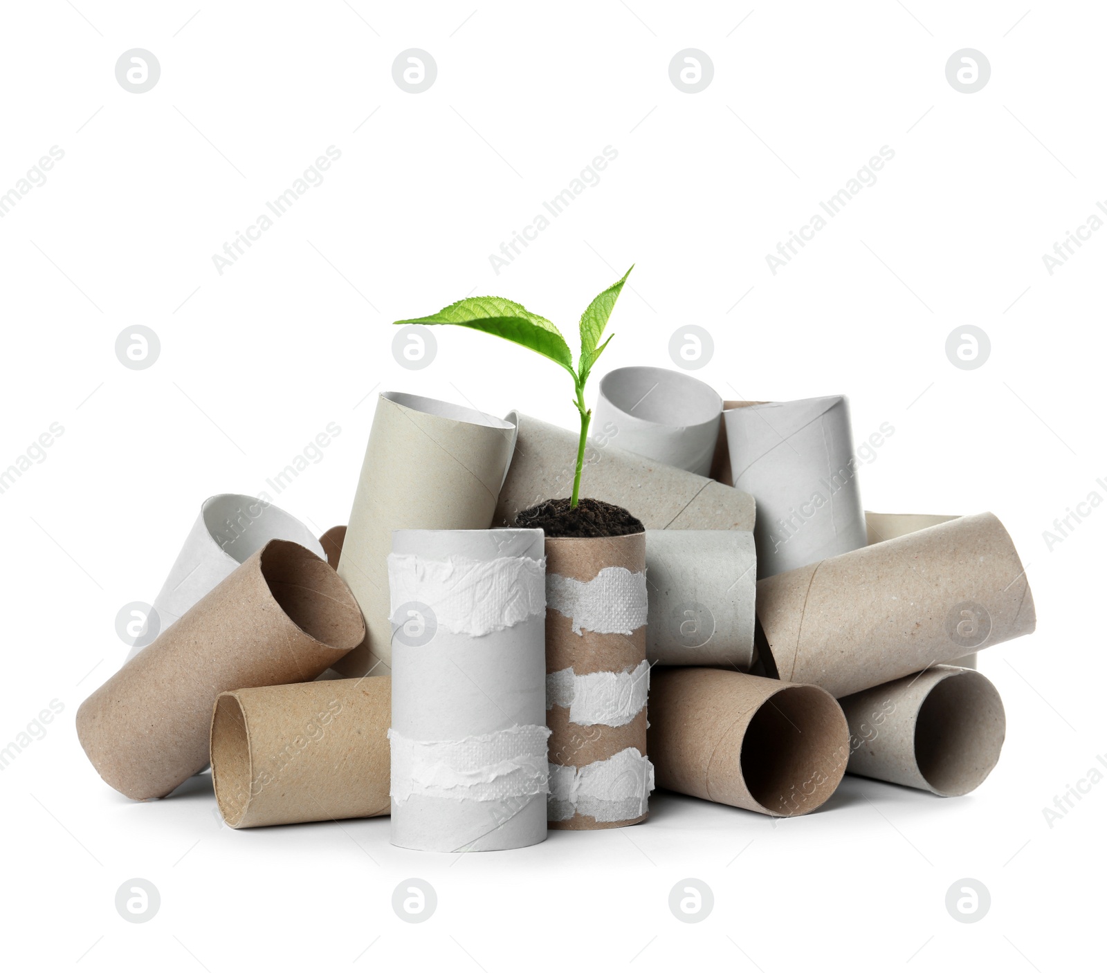 Image of Empty toilet paper rolls and plant on white background