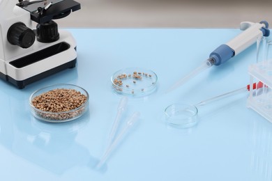 Photo of Food quality control. Microscope, petri dishes with wheat grains and other laboratory equipment on light blue table
