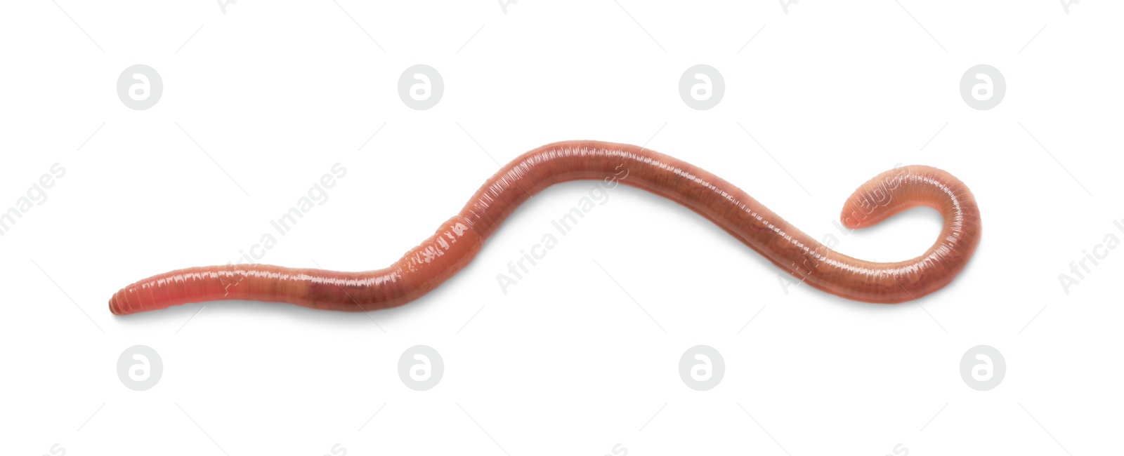 Photo of One earthworm isolated on white. Terrestrial invertebrates