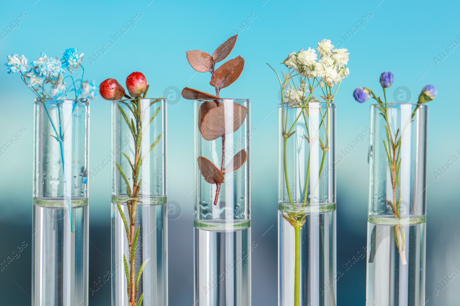 Photo of Different plants in test tubes on blurred background, closeup