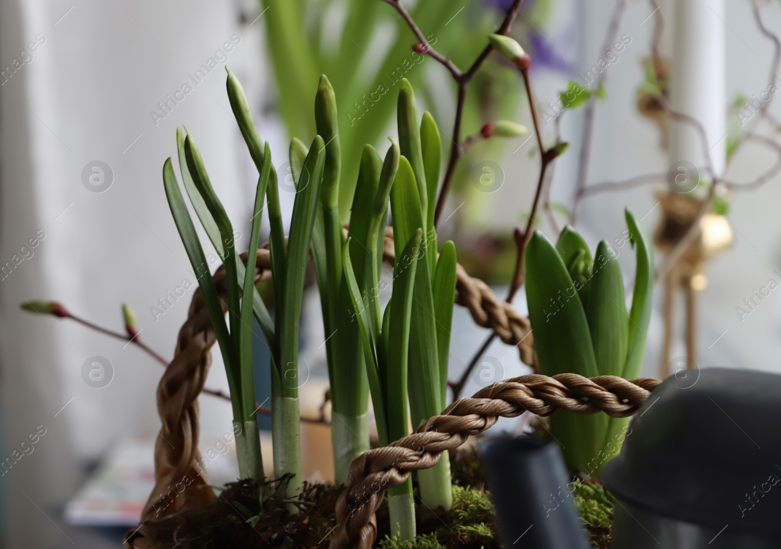 Photo of Spring shoots of Narcissus and Hyacinth planted in wicker basket at home, closeup