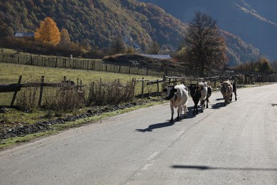 Photo of Many different cows on asphalt road in mountains