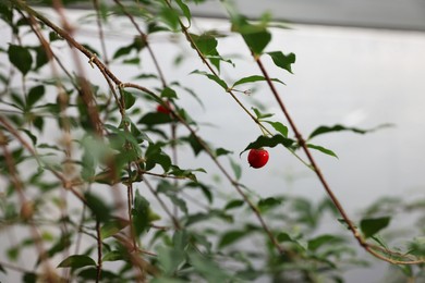 Photo of Beautiful Malpighia glabra plant growing in greenhouse, closeup