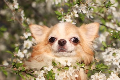 Photo of Cute fluffy Chihuahua dog near blossoming bush outdoors