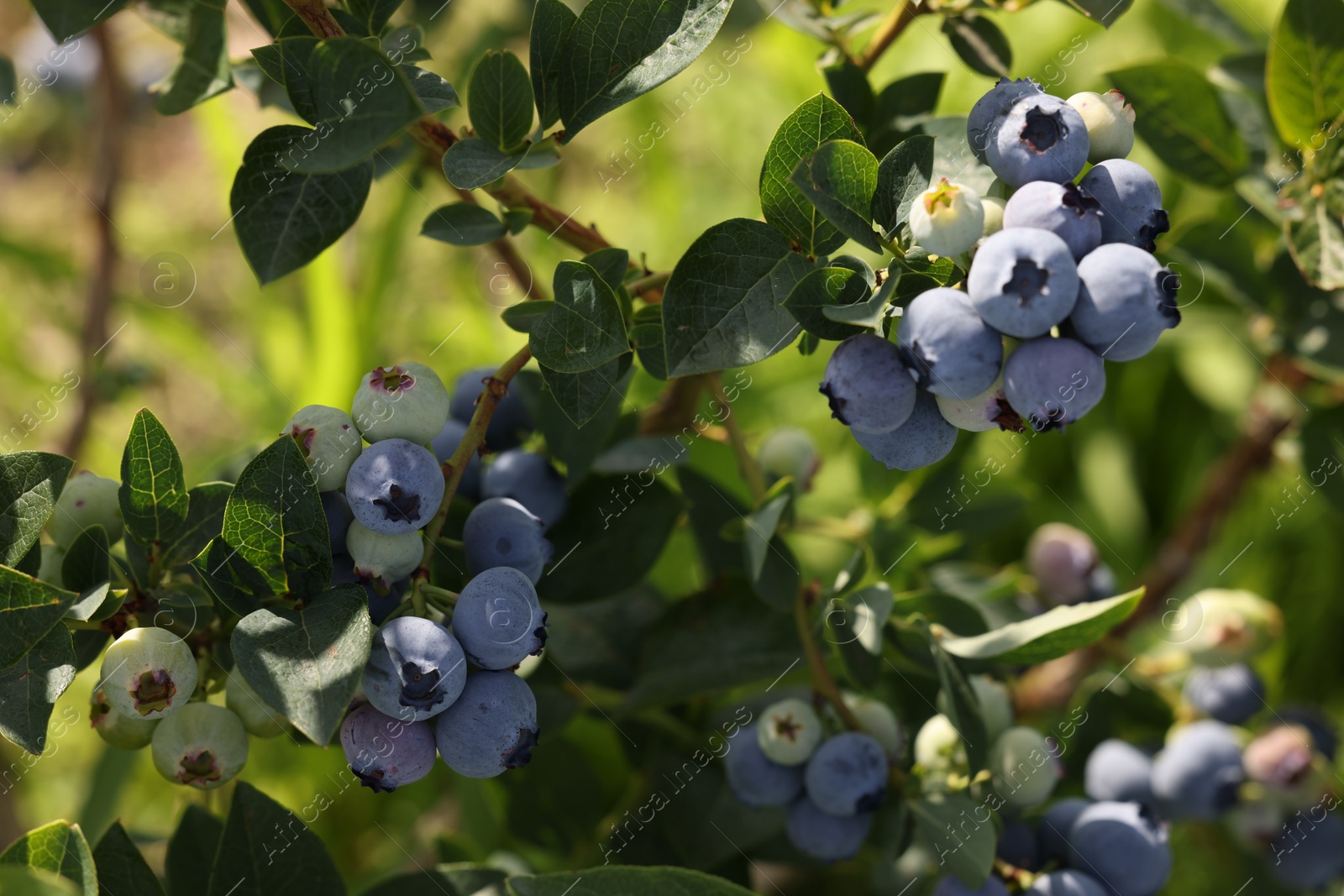 Photo of Bush of wild blueberry with berries growing outdoors, closeup