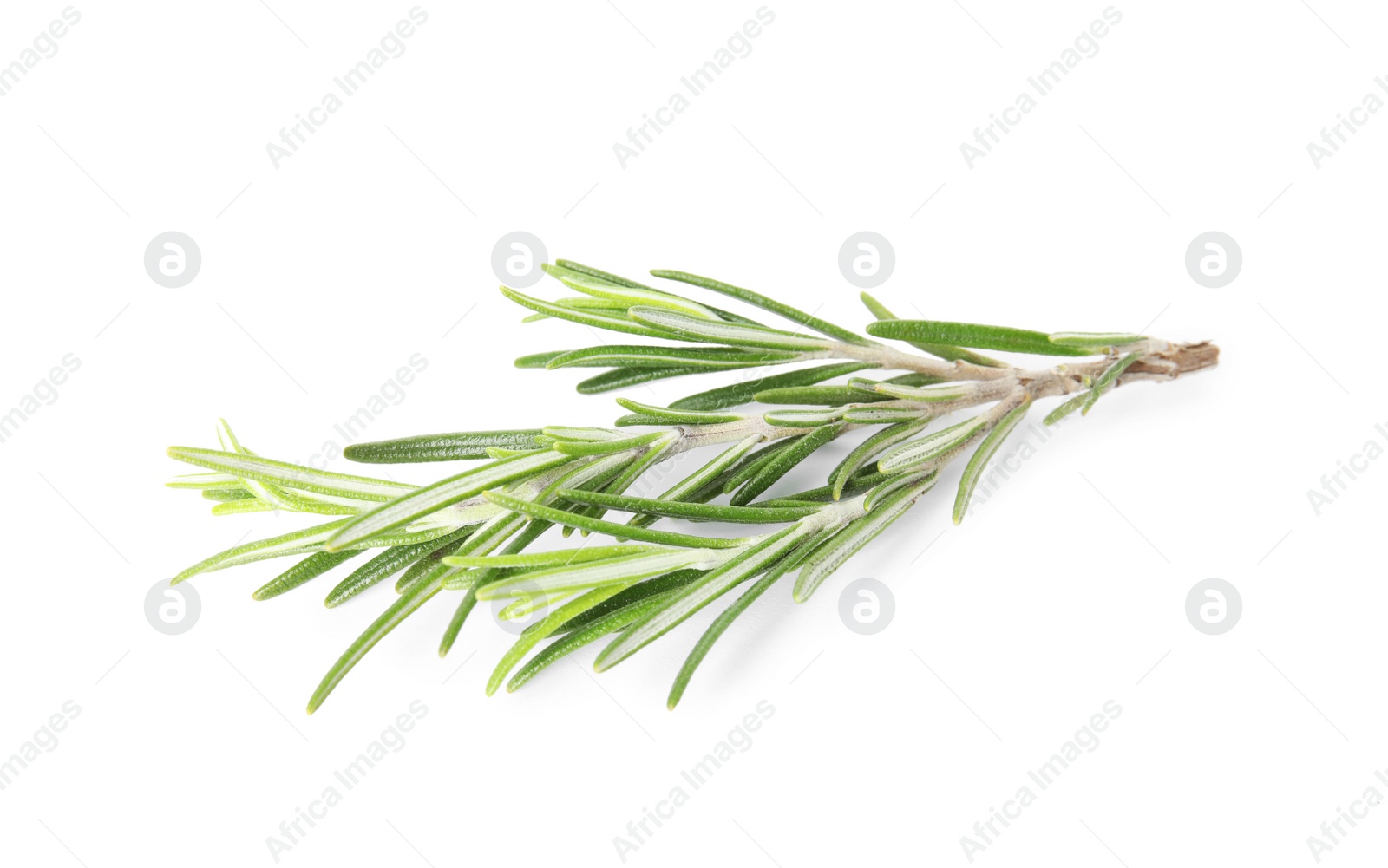 Photo of Fresh green rosemary twig on white background