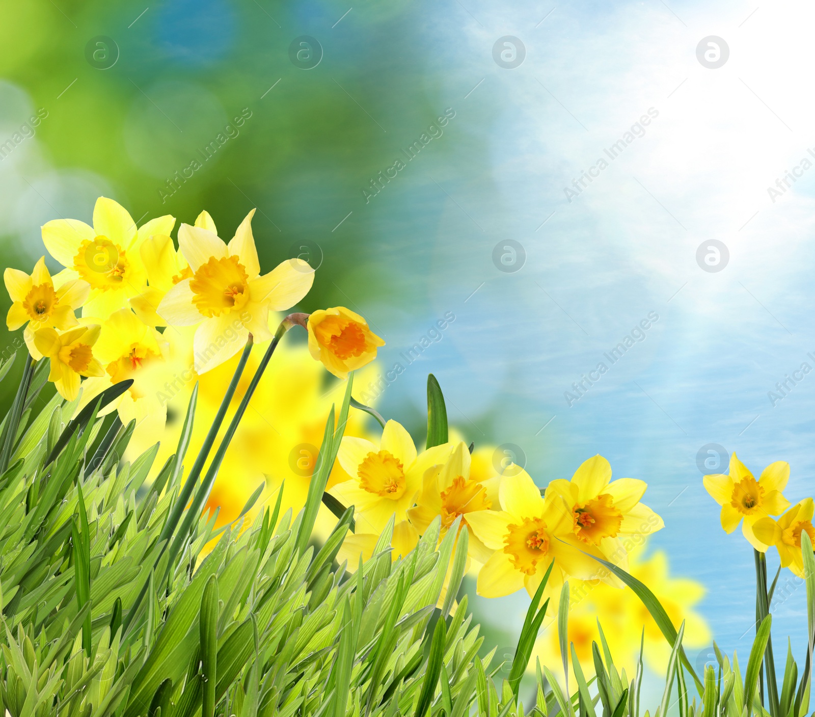 Image of Beautiful yellow daffodils outdoors on sunny day 