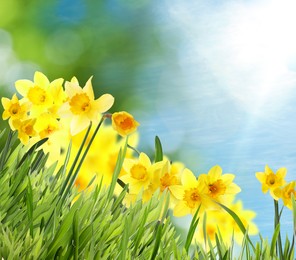 Image of Beautiful yellow daffodils outdoors on sunny day 