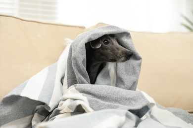 Italian Greyhound dog covered with plaid on sofa at home