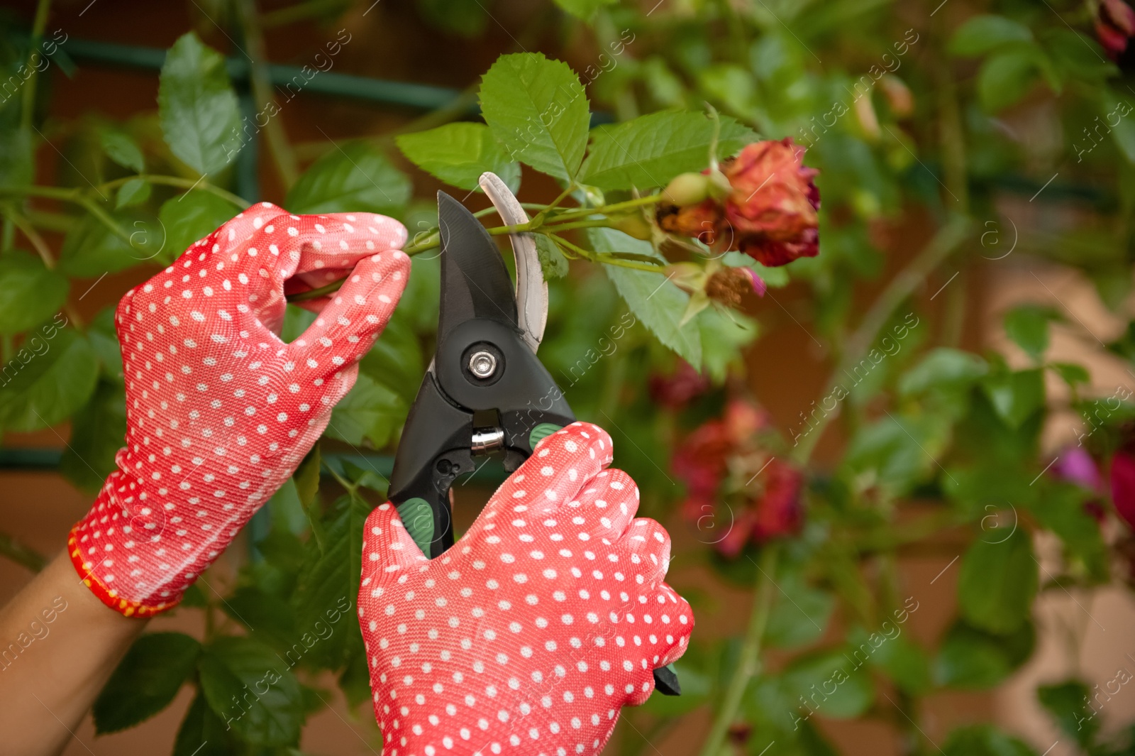 Photo of Woman in gardening gloves pruning rose bush with secateurs outdoors, closeup