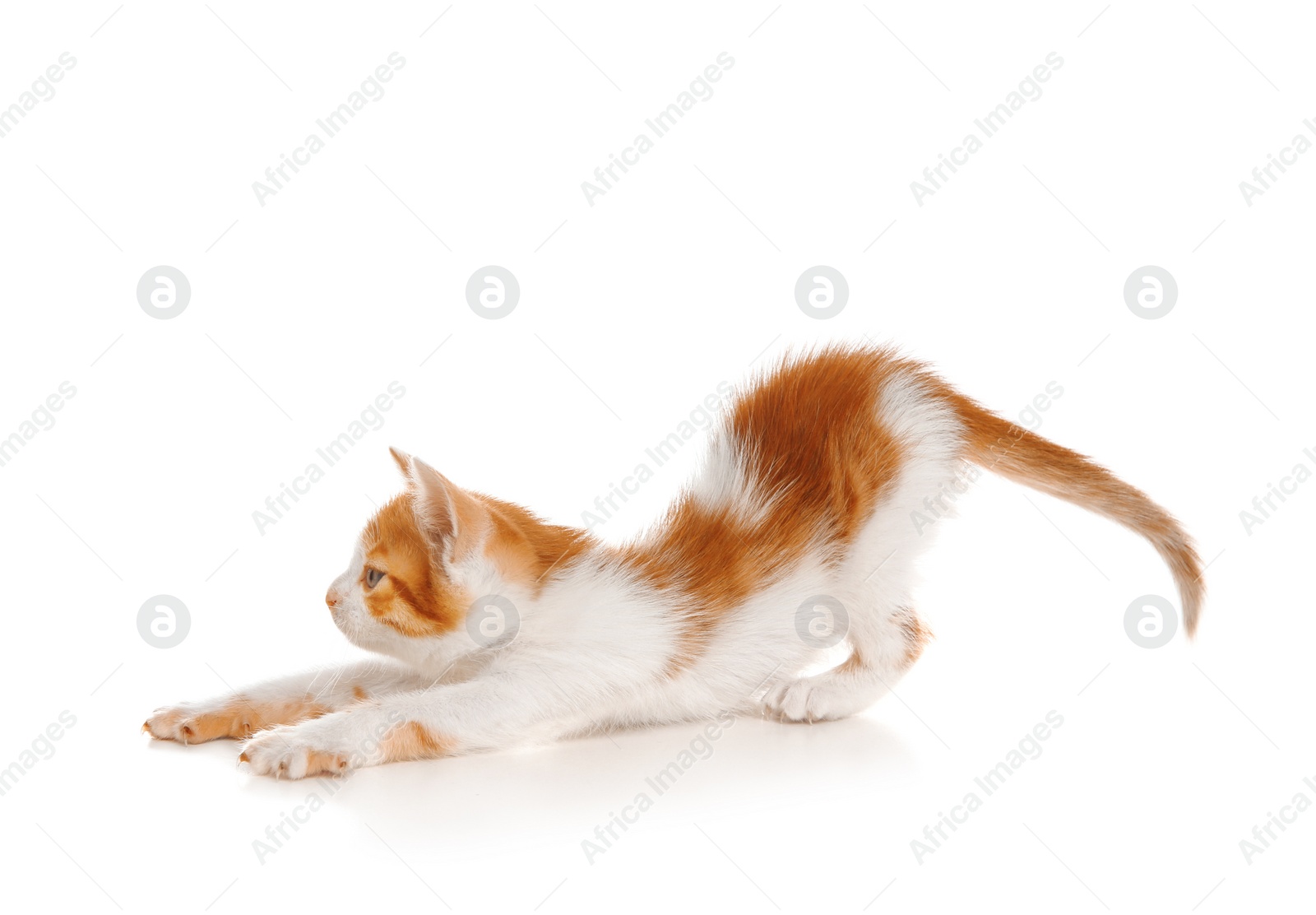 Photo of Cute little kitten on white background. Baby animal