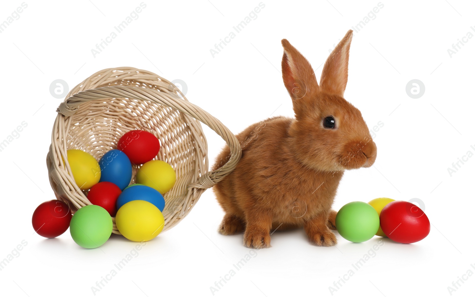 Photo of Adorable furry Easter bunny near wicker basket with dyed eggs on white background