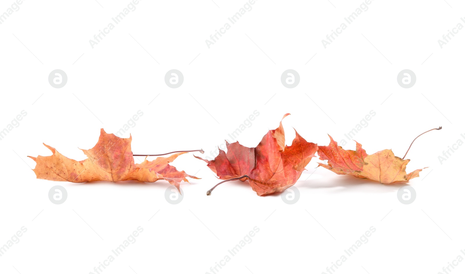 Photo of Autumn season. Beautiful maple leaves isolated on white