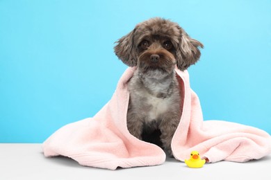 Photo of Cute Maltipoo dog wrapped in towel and bath duck on light blue background, space for text. Lovely pet