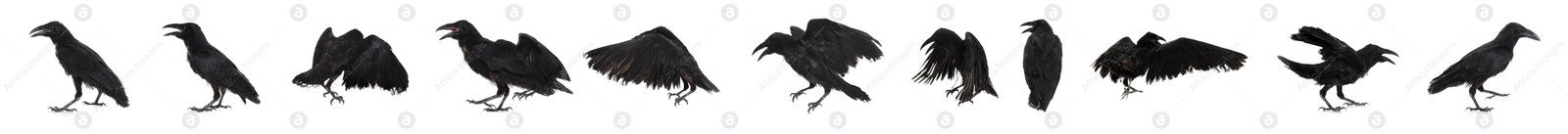 Image of Collage with black ravens on white background. Banner design 