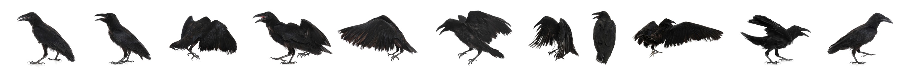 Collage with black ravens on white background. Banner design 