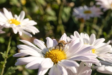 Photo of Insect on beautiful chamomile flower outdoors, closeup