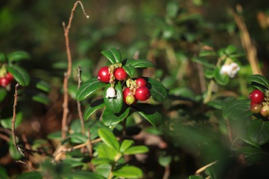 Photo of Tasty ripe lingonberries growing on sprigs outdoors