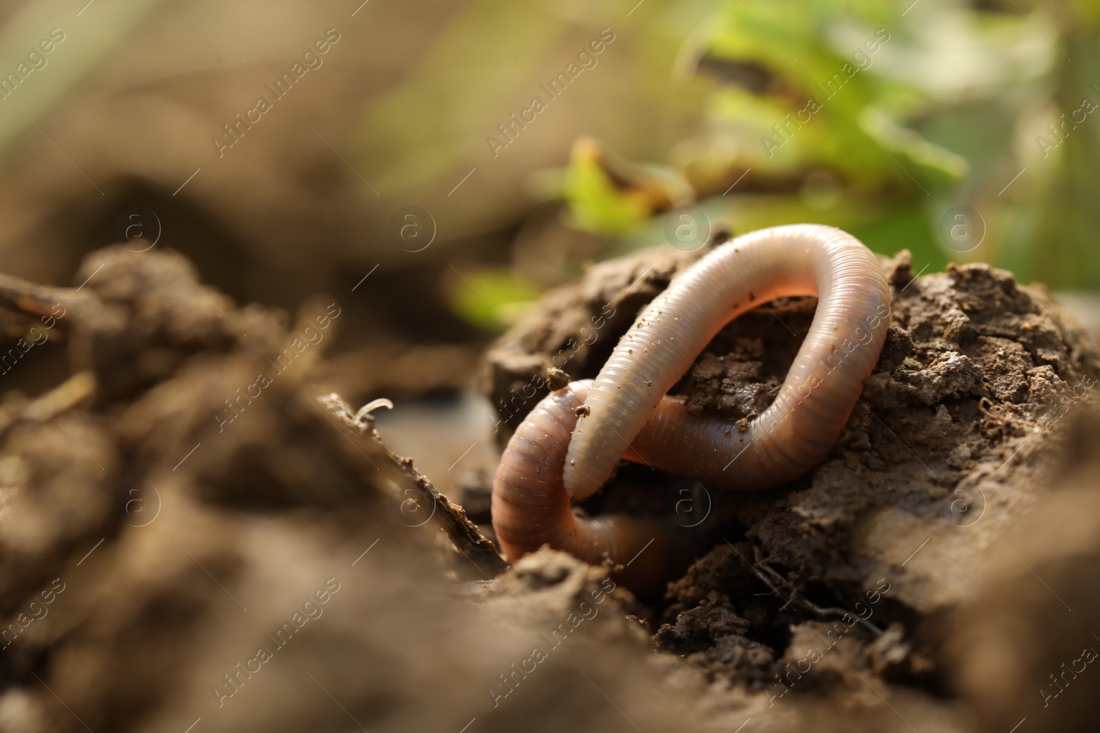 Photo of One worm crawling in wet soil, closeup. Space for text