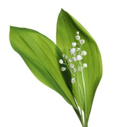 Photo of Beautiful lily of the valley flowers with green leaves on white background