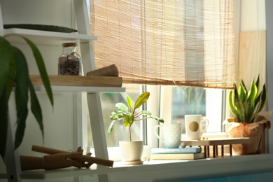 Photo of Green houseplants on window sill in room. Stylish interior