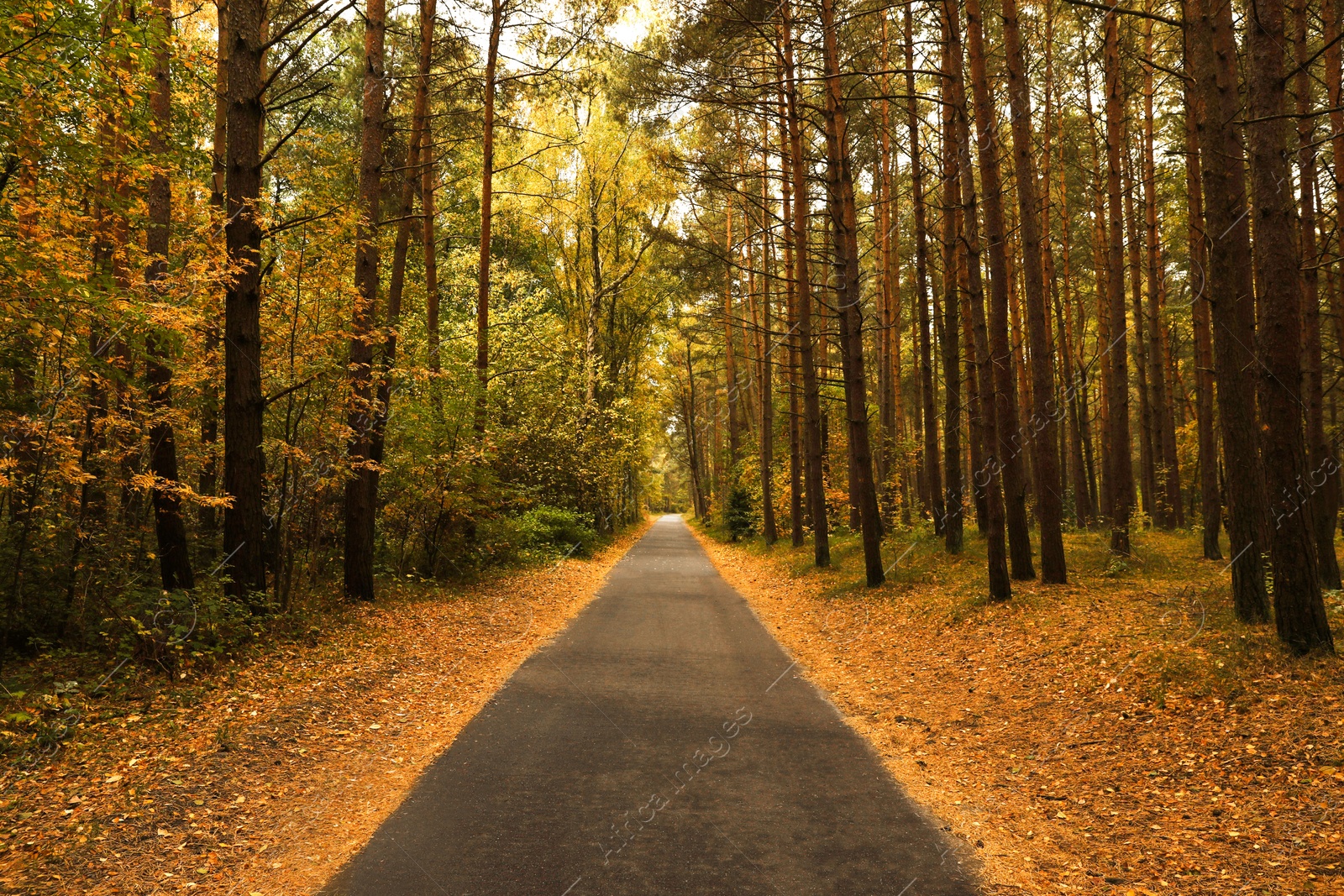 Photo of Pathway between many beautiful trees in autumn park